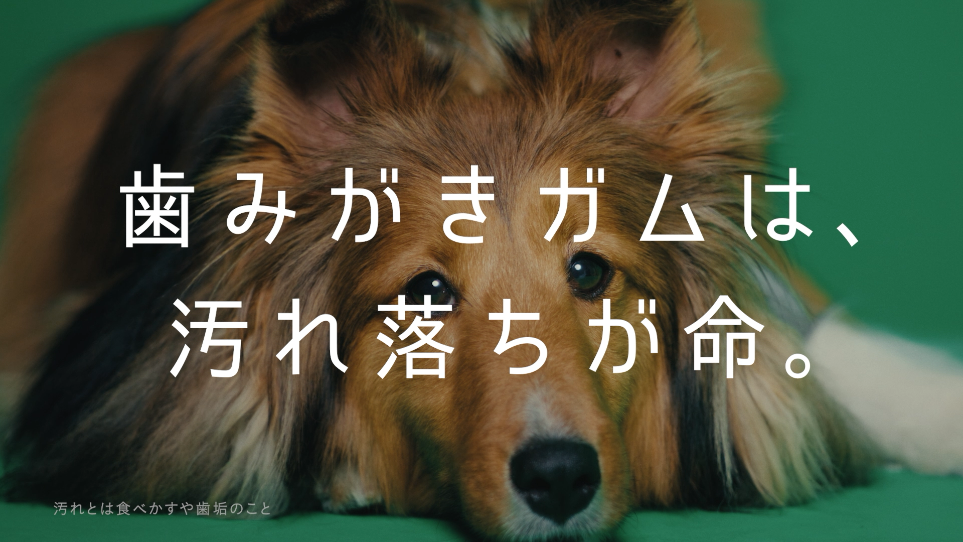 LION PET PETKISS 歯みがきガム